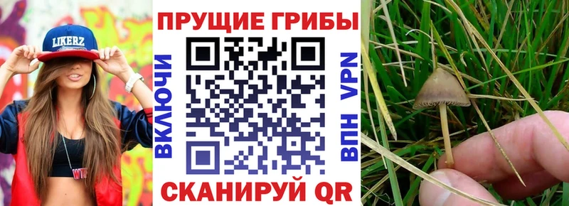 Псилоцибиновые грибы Psilocybine cubensis  наркошоп  mega онион  Ветлуга 